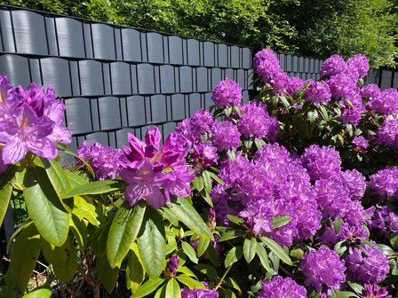 Vlechtband 50 meter - Met vlechtband creëer je eenvoudig meer privacy in je tuin. 